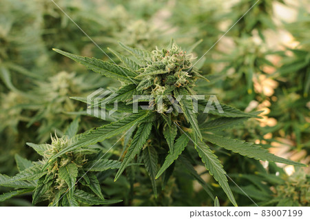 Cannabis blooming flower close-up. Marijuana bush with big buds. Cannabis blooming flower close-up. Marijuana bush with big buds. 83007199
