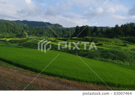 松下的水稻梯田 松下的水稻梯田 83007464