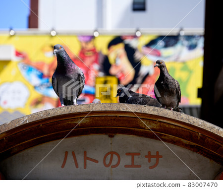 鴿子聚集在餵鴿櫃檯的屋頂上 83007470