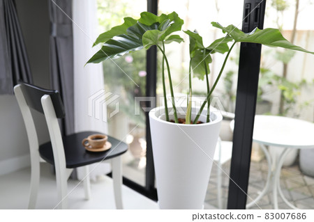 Giant Philodendron plant in white pot and coffee indoor interior  83007686