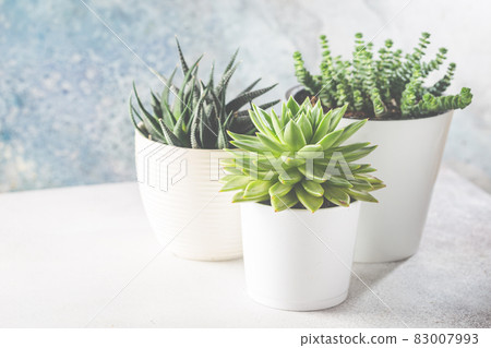 succulents in a white pots 83007993