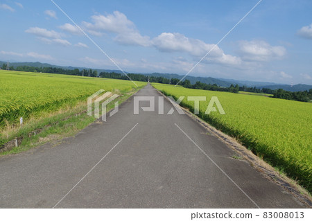 在夏天的天空中快速生長的稻穗 在夏天的天空中快速生長的稻穗 83008013