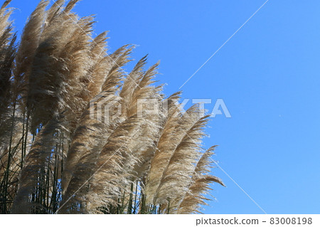 Pampas grass Western pampas grass Pampas grass 83008198