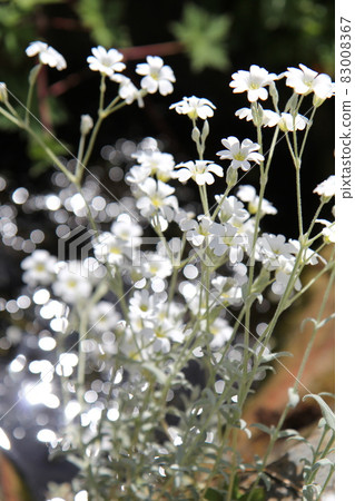 Serastium 與漂亮的銀葉和白花 Serastium 與漂亮的銀葉和白花 83008367