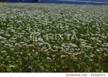 Soba flowers that bloom in pure white 83008441