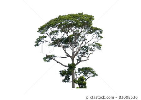 Yang or Gurjan or Dipterocarpus alatus trees in the field 83008536