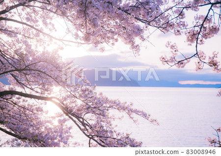 在滋賀縣高島市高海津大崎拍攝櫻花和竹生島 在滋賀縣高島市高海津大崎拍攝櫻花和竹生島 83008946