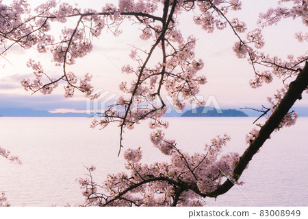 Photographed cherry blossoms and Chikubu Island in Takakaizu Osaki, Takashima City, Shiga Prefecture Photographed cherry blossoms and Chikubu Island in Takakaizu Osaki, Takashima City, Shiga Prefecture 83008949
