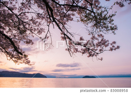 Photographed cherry blossoms and Chikubu Island in Takakaizu Osaki, Takashima City, Shiga Prefecture 83008958