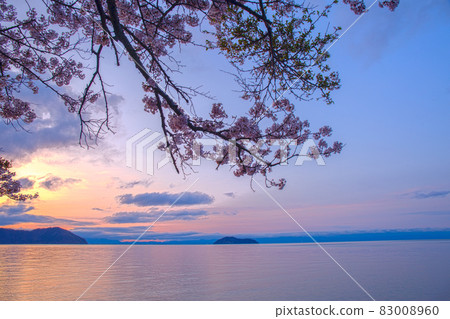 Photographed cherry blossoms and Chikubu Island in Takakaizu Osaki, Takashima City, Shiga Prefecture 83008960