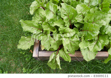 Top view. Copy space. Part of a wooden garden bed. Fresh green beet leaves or beet root seedlings. A row of green young beet leaves grows on a wooden bed. High quality photo 83009111