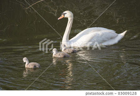 Close up white mute swan, Cygnus olor with three small cute chicks swimming on brown green water suface in sunlight. Selective focus Close up white mute swan, Cygnus olor with three small cute chicks swimming on brown green water suface in sunlight. Selective focus 83009128