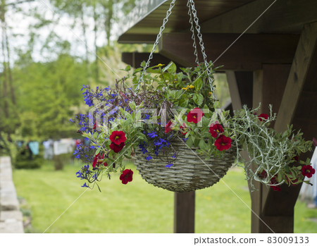 White wicker basket, flower pot with colorful Petunia, Lobelia and geranium flowers hanging from wooden pergola in the summer garden 83009133