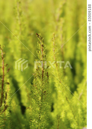 Hinter heather Alberts Gold Hinter heather Alberts Gold 83009188