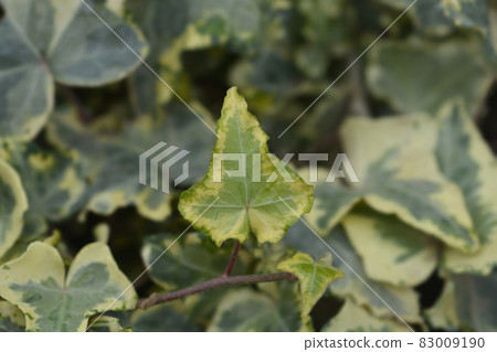 English Ivy Tricolour English Ivy Tricolour 83009190