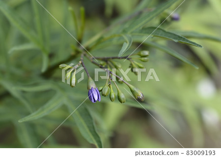 Kangaroo apple 83009193