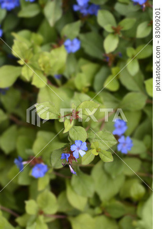 Blue Leadwort 83009201