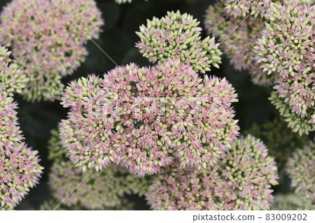 Stonecrop Herbstfreude 83009202