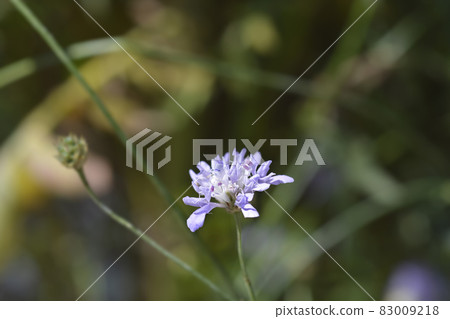 Transylvanian scabious Transylvanian scabious 83009218