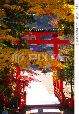 和歌山縣伊東郡葛城町牛津姬神社的秋葉 和歌山縣伊東郡葛城町牛津姬神社的秋葉 83009317