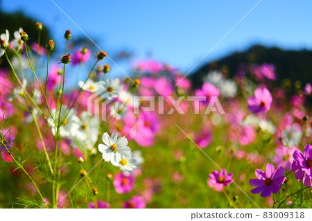 十月宇宙 83009318