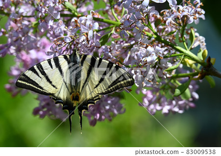 Scarce swallowtail on a flower 83009538