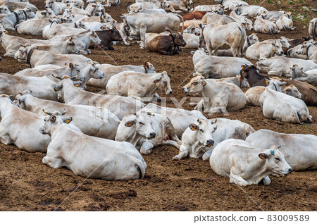 Group of white Cows Group of white Cows 83009589