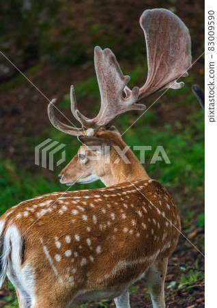 Deer on a meadow 83009590