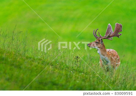 Deer on a meadow 83009591