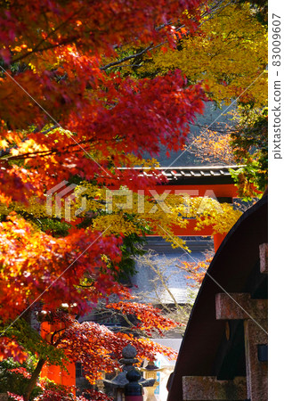 Scenery of Niutsuhime Shrine in autumn Amano, Katsuragi-cho, Ito-gun, Wakayama Prefecture Scenery of Niutsuhime Shrine in autumn Amano, Katsuragi-cho, Ito-gun, Wakayama Prefecture 83009607