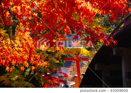 Scenery of Niutsuhime Shrine in autumn Amano, Katsuragi-cho, Ito-gun, Wakayama Prefecture Scenery of Niutsuhime Shrine in autumn Amano, Katsuragi-cho, Ito-gun, Wakayama Prefecture 83009608