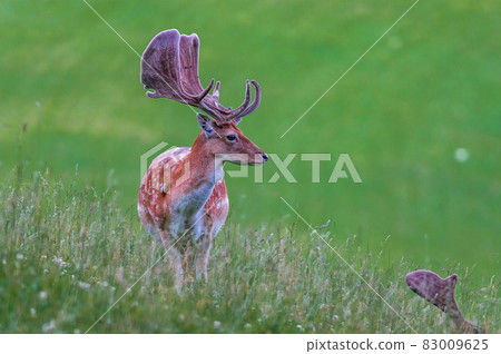 Deer on a meadow 83009625