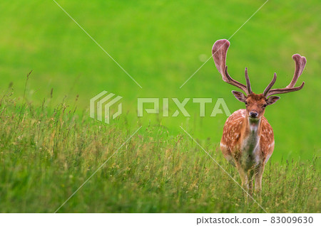 Deer on a meadow 83009630