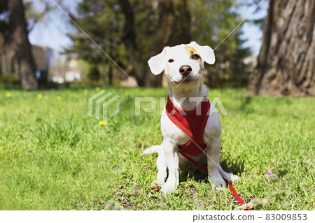 Young small breed dog with funny brown stain on face. Portrait of cute happy jack russel terrier doggy outdoors, walk in the park. 83009853