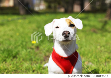 Young small breed dog with funny brown stain on face. Portrait of cute happy jack russel terrier doggy outdoors, walk in the park. Young small breed dog with funny brown stain on face. Portrait of cute happy jack russel terrier doggy outdoors, walk in the park. 83009854