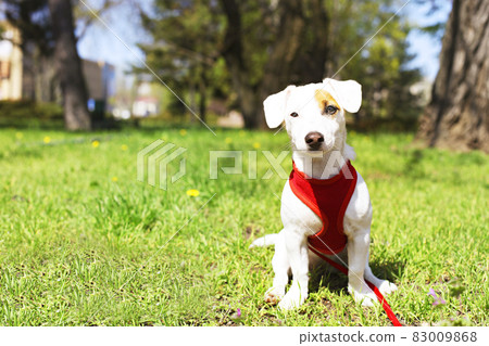 Young small breed dog with funny brown stain on face. Portrait of cute happy jack russel terrier doggy outdoors, walk in the park. 83009868