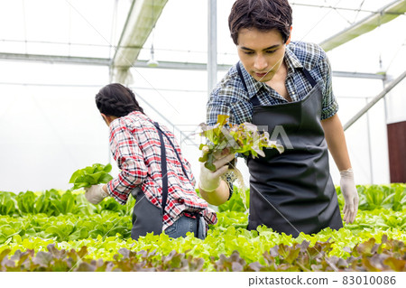 Asian farmer couple work in hydroponic vegetable greenhouse farm with happiness and joyful in row of plants background. 83010086