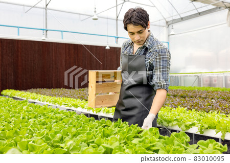 A farmer harvests veggies from a hydroponics garden. organic fresh grown vegetables and farmers laboring in a greenhouse with a hydroponic vegetable garden.. 83010095