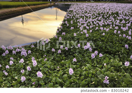 Photographed Aoi Nunobukuro at the site of Motoyakushiji Temple in Kashihara City, Nara Prefecture 83010242