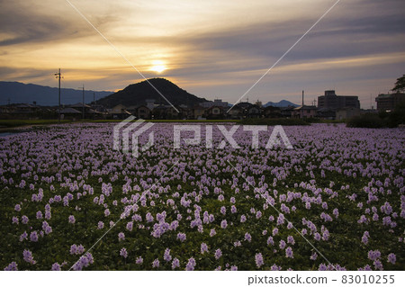 Photographed Aoi Nunobukuro at the site of Motoyakushiji Temple in Kashihara City, Nara Prefecture 83010255