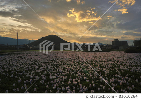 拍攝於奈良縣柏原市元藥師寺遺址的葵布袋 83010264