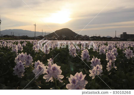 Photographed Aoi Nunobukuro at the site of Motoyakushiji Temple in Kashihara City, Nara Prefecture Photographed Aoi Nunobukuro at the site of Motoyakushiji Temple in Kashihara City, Nara Prefecture 83010268
