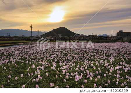 Photographed Aoi Nunobukuro at the site of Motoyakushiji Temple in Kashihara City, Nara Prefecture Photographed Aoi Nunobukuro at the site of Motoyakushiji Temple in Kashihara City, Nara Prefecture 83010269