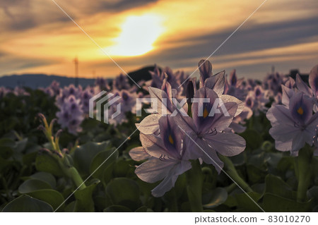 Photographed Aoi Nunobukuro at the site of Motoyakushiji Temple in Kashihara City, Nara Prefecture 83010270