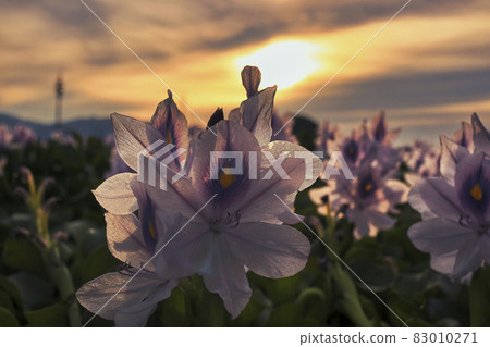 Photographed Aoi Nunobukuro at the site of Motoyakushiji Temple in Kashihara City, Nara Prefecture Photographed Aoi Nunobukuro at the site of Motoyakushiji Temple in Kashihara City, Nara Prefecture 83010271
