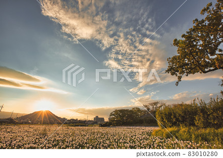 Photographed Aoi Nunobukuro at the site of Motoyakushiji Temple in Kashihara City, Nara Prefecture 83010280