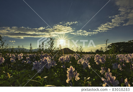 Photographed Aoi Nunobukuro at the site of Motoyakushiji Temple in Kashihara City, Nara Prefecture Photographed Aoi Nunobukuro at the site of Motoyakushiji Temple in Kashihara City, Nara Prefecture 83010283