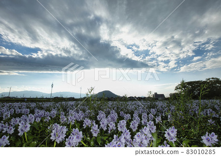 拍攝於奈良縣柏原市元藥師寺遺址的葵布袋 拍攝於奈良縣柏原市元藥師寺遺址的葵布袋 83010285