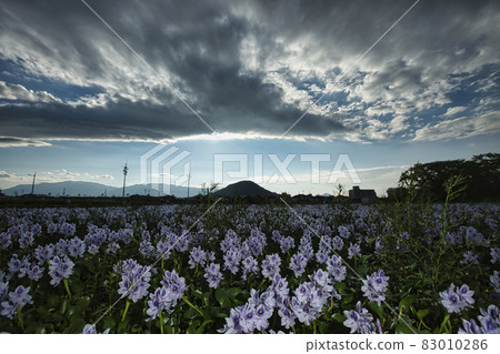 Photographed Aoi Nunobukuro at the site of Motoyakushiji Temple in Kashihara City, Nara Prefecture Photographed Aoi Nunobukuro at the site of Motoyakushiji Temple in Kashihara City, Nara Prefecture 83010286