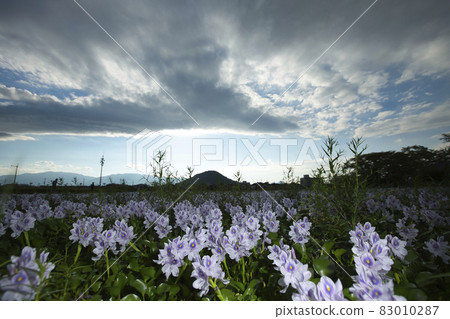 Photographed Aoi Nunobukuro at the site of Motoyakushiji Temple in Kashihara City, Nara Prefecture 83010287